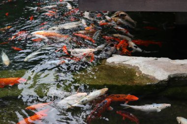 Gölde ya da gölde parlak koi balığı. Birçok koi balığı kıyıya yakın temiz suda balık tutar. Renkli balıklar suni bir gölette yüzerler, üst manzara. Çok renkli sazan balığı. Doğa
