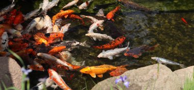 Gölde ya da gölde parlak koi balığı. Birçok koi balığı kıyıya yakın temiz suda balık tutar. Renkli balıklar suni bir gölette yüzerler, üst manzara. Çok renkli sazan balığı. Doğa