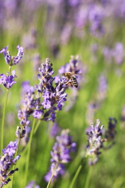 Lavanta çiçeği. Lavanta çiçekleri seçici odaklı yakın plan. Güneşli bir günde mor çiçekler. Çiftlik arazilerindeki güzel lavanta çiçekleri. Park et. Lavanta çalıları, doğa geçmişi.