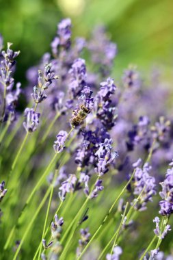 Lavanta çiçeği. Lavanta çiçekleri seçici odaklı yakın plan. Güneşli bir günde mor çiçekler. Çiftlik arazilerindeki güzel lavanta çiçekleri. Park et. Lavanta çalıları, doğa geçmişi.