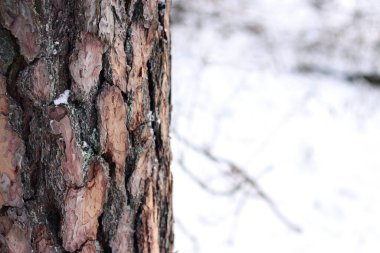 Kışın ormanda bir çam ağacının gövdesine yakın çekim. Gün boyunca çam ağacı, ağaç kabuğuna yakın çekim. Doğal bir arka plan için ağaç. Ayrıntılar. Arka planı bulanık olan çam ağacına odaklan.