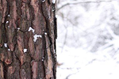Kışın ormanda bir çam ağacının gövdesine yakın çekim. Gün boyunca çam ağacı, ağaç kabuğuna yakın çekim. Doğal bir arka plan için ağaç. Ayrıntılar. Arka planı bulanık olan çam ağacına odaklan.