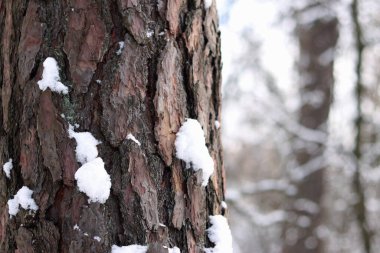 Kışın ormanda bir çam ağacının gövdesine yakın çekim. Gün boyunca çam ağacı, ağaç kabuğuna yakın çekim. Doğal bir arka plan için ağaç. Ayrıntılar. Arka planı bulanık olan çam ağacına odaklan.