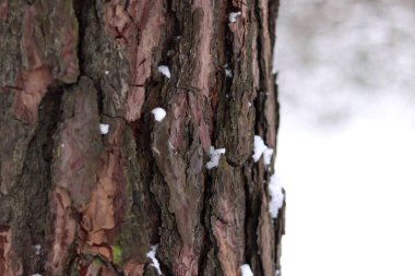 Kışın ormanda bir çam ağacının gövdesine yakın çekim. Gün boyunca çam ağacı, ağaç kabuğuna yakın çekim. Doğal bir arka plan için ağaç. Ayrıntılar. Arka planı bulanık olan çam ağacına odaklan.