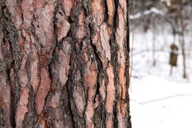 Kışın ormanda bir çam ağacının gövdesine yakın çekim. Gün boyunca çam ağacı, ağaç kabuğuna yakın çekim. Doğal bir arka plan için ağaç. Ayrıntılar. Arka planı bulanık olan çam ağacına odaklan.