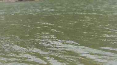 Küçük dalgalı göl ya da nehir, suda dalgalanmalar. Güneşli havada göl yüzeyi. Doğal sakinleştirme geçmişi. Doğada barış. Göletin yüzeyinde küçük dalgalar. Hafif akım