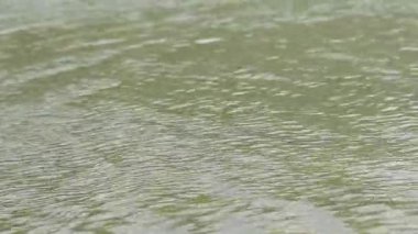 Küçük dalgalı göl ya da nehir, suda dalgalanmalar. Güneşli havada göl yüzeyi. Doğal sakinleştirme geçmişi. Doğada barış. Göletin yüzeyinde küçük dalgalar. Hafif akım