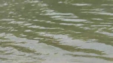 Küçük dalgalı göl ya da nehir, suda dalgalanmalar. Güneşli havada göl yüzeyi. Doğal sakinleştirme geçmişi. Doğada barış. Göletin yüzeyinde küçük dalgalar. Hafif akım