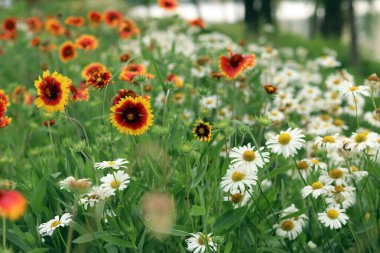 Gölün veya nehrin arka planında parlak çiçekler. Doğal yaz geçmişi. Parkta turuncu ve beyaz çiçekler. Güzel çiçek tarhı. Çiçekler yakın plan, bulanık arkaplan