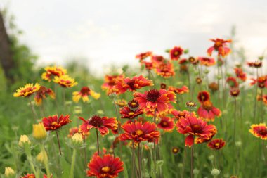 Gölün veya nehrin arka planında parlak çiçekler. Doğal yaz geçmişi. Parkta turuncu ve beyaz çiçekler. Güzel çiçek tarhı. Çiçekler yakın plan, bulanık arkaplan