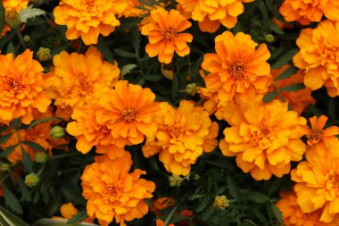 Çiçek Kadife Çiçekleri (Tagetes), üst görünüm. Güzel parlak turuncu-sarı çiçekler. Çiçek arkaplan. Çiçek açmış kadife çiçeklerinin en üst görüntüsü. Yeşillik yapraklı çiçekler. Yaz bahçesi