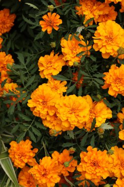 Çiçek Kadife Çiçekleri (Tagetes), üst görünüm. Güzel parlak turuncu-sarı çiçekler. Çiçek arkaplan. Çiçek açmış kadife çiçeklerinin en üst görüntüsü. Yeşillik yapraklı çiçekler. Yaz bahçesi