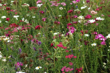 Parlak çiçekli dekoratif çayır. Tozlaştırıcıları, böcekleri çekmek için yapay çayır oluşturuldu. Çimenlerin arasında parlak çiçekler. Parlak çiçekli güzel çayır yatağı. Park