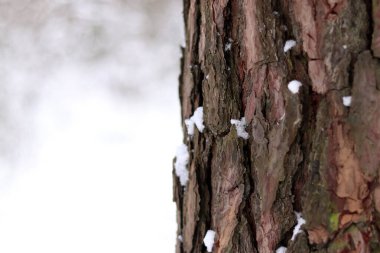 Kışın ormanda bir çam ağacının gövdesine yakın çekim. Gün boyunca çam ağacı, ağaç kabuğuna yakın çekim. Doğal bir arka plan için ağaç. Ayrıntılar. Arka planı bulanık olan çam ağacına odaklan.