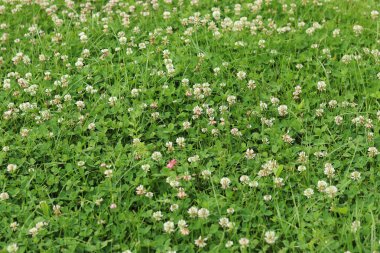 Bahçedeki çimlerin arasında çiçek açan yonca. Küçük yonca çiçekleri. Doğal yaz geçmişi. Çayırda beyaz ve pembe yoncalar açar. Seçici odaklı çiçekler