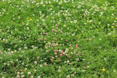 Bahçedeki çimlerin arasında çiçek açan yonca. Küçük yonca çiçekleri. Doğal yaz geçmişi. Çayırda beyaz ve pembe yoncalar açar. Seçici odaklı çiçekler