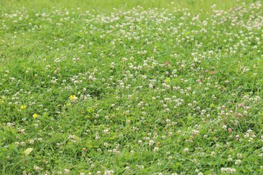 Bahçedeki çimlerin arasında çiçek açan yonca. Küçük yonca çiçekleri. Doğal yaz geçmişi. Çayırda beyaz ve pembe yoncalar açar. Seçici odaklı çiçekler