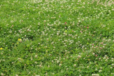 Bahçedeki çimlerin arasında çiçek açan yonca. Küçük yonca çiçekleri. Doğal yaz geçmişi. Çayırda beyaz ve pembe yoncalar açar. Seçici odaklı çiçekler