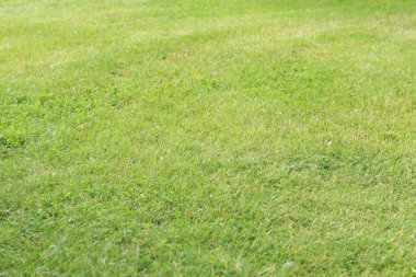 Çimlerin üzerinde yeşil çimenler. Seçici odaklı çimler. Doğa geçmişi. Çimleri budanmış çayır. Yaz dönemi. Çimenlikteki budanmış bitki