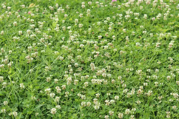 Bahçedeki çimlerin arasında çiçek açan yonca. Küçük yonca çiçekleri. Doğal yaz geçmişi. Çayırda beyaz ve pembe yoncalar açar. Seçici odaklı çiçekler