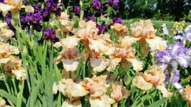 Çiçek açan iris çiçeklerine yakın plan. Parlak renkli büyük iris çiçekleri. Yaz bahçesi, park, iris büyüyen alan, farklı çiçek çeşitleri. Doğal arka plan, aydınlık yaz günü. Çiçek büyüyor.