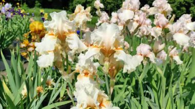 Çiçek açan iris çiçeklerine yakın plan. Parlak renkli büyük iris çiçekleri. Yaz bahçesi, park, iris büyüyen alan, farklı çiçek çeşitleri. Doğal arka plan, aydınlık yaz günü. Çiçek büyüyor.