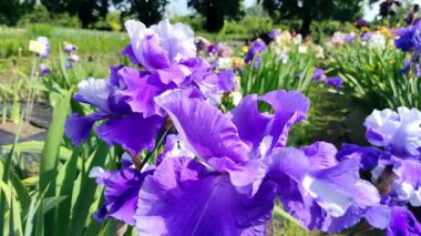 Çiçek açan iris çiçeklerine yakın plan. Parlak renkli büyük iris çiçekleri. Yaz bahçesi, park, iris büyüyen alan, farklı çiçek çeşitleri. Doğal arka plan, aydınlık yaz günü. Çiçek büyüyor.