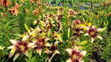 Çiçeklerin açtığı çiçekleri yakından çek. Çok renkli parlak zambak çiçekleri. Yaz bahçesi, park, zambak yetiştirme alanı, farklı çiçek çeşitleri. Doğal arka plan, aydınlık bahar günü. Çiçek büyüyor.