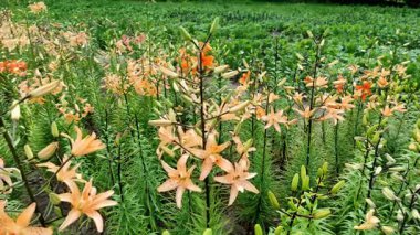 Çiçeklerin açtığı çiçekleri yakından çek. Çok renkli parlak zambak çiçekleri. Yaz bahçesi, park, zambak yetiştirme alanı, farklı çiçek çeşitleri. Doğal arka plan, aydınlık bahar günü. Çiçek büyüyor.