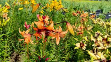 Çiçeklerin açtığı çiçekleri yakından çek. Çok renkli parlak zambak çiçekleri. Yaz bahçesi, park, zambak yetiştirme alanı, farklı çiçek çeşitleri. Doğal arka plan, aydınlık bahar günü. Çiçek büyüyor.
