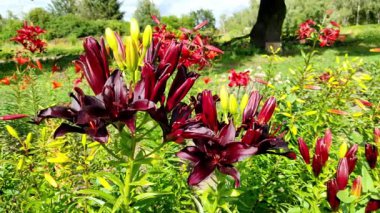 Çiçeklerin açtığı çiçekleri yakından çek. Çok renkli parlak zambak çiçekleri. Yaz bahçesi, park, zambak yetiştirme alanı, farklı çiçek çeşitleri. Doğal arka plan, aydınlık bahar günü. Çiçek büyüyor.