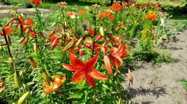 Çiçeklerin açtığı çiçekleri yakından çek. Çok renkli parlak zambak çiçekleri. Yaz bahçesi, park, zambak yetiştirme alanı, farklı çiçek çeşitleri. Doğal arka plan, aydınlık bahar günü. Çiçek büyüyor.