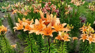 Çiçeklerin açtığı çiçekleri yakından çek. Çok renkli parlak zambak çiçekleri. Yaz bahçesi, park, zambak yetiştirme alanı, farklı çiçek çeşitleri. Doğal arka plan, aydınlık bahar günü. Çiçek büyüyor.