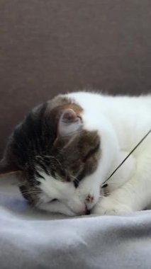 Kedi kanepede çınlayan oyuncakla oynuyor. Oyuncak yakalamaya çalışan evcil kedi. Evcil hayvanlar için eğlence. Şirin bir steyşın kedi. Avlanma içgüdüsü. Komik kedi oyuncakla yakından oynuyor. Evcil hayvan evde eğleniyor.