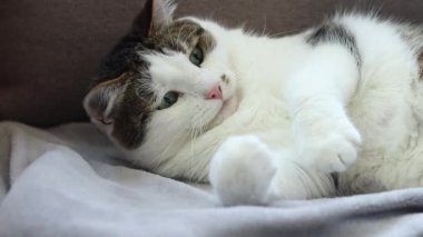 Kedi kanepede çınlayan oyuncakla oynuyor. Oyuncak yakalamaya çalışan evcil kedi. Evcil hayvanlar için eğlence. Şirin bir steyşın kedi. Avlanma içgüdüsü. Komik kedi oyuncakla yakından oynuyor. Evcil hayvan evde eğleniyor.