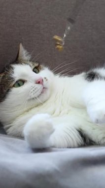 Kedi kanepede çınlayan oyuncakla oynuyor. Oyuncak yakalamaya çalışan evcil kedi. Evcil hayvanlar için eğlence. Şirin bir steyşın kedi. Avlanma içgüdüsü. Komik kedi oyuncakla yakından oynuyor. Evcil hayvan evde eğleniyor.