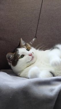 Kedi kanepede çınlayan oyuncakla oynuyor. Oyuncak yakalamaya çalışan evcil kedi. Evcil hayvanlar için eğlence. Şirin bir steyşın kedi. Avlanma içgüdüsü. Komik kedi oyuncakla yakından oynuyor. Evcil hayvan evde eğleniyor.