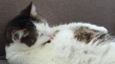 Evcil kısa hava kedisi diliyle kendini yalıyor. Kedi kendini yıkar. Evcil hayvan kendine çeki düzen verir. Kedi kendini iyice yalıyor, kürkünü temizliyor, gri bir battaniyenin üzerinde yatıyor.