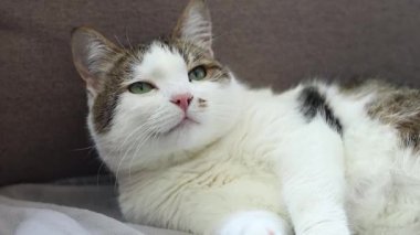 Evcil kısa hava kedisi diliyle kendini yalıyor. Kedi kendini yıkar. Evcil hayvan kendine çeki düzen verir. Kedi kendini iyice yalıyor, kürkünü temizliyor, gri bir battaniyenin üzerinde yatıyor.