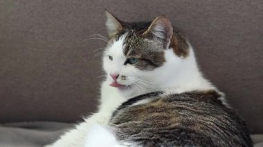 Gri battaniyenin üzerinde dinlenen evcil kedi. Shorthair kedisi kanepede uyuyakalıyor. Rahat atmosferde evcil hayvan. Uykuya dalan hayvan. Yakın plan kedi.