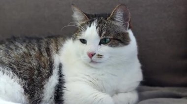 Gri battaniyenin üzerinde dinlenen evcil kedi. Shorthair kedisi kanepede uyuyakalıyor. Rahat atmosferde evcil hayvan. Uykuya dalan hayvan. Yakın plan kedi.