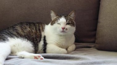 Gri battaniyenin üzerinde dinlenen evcil kedi. Shorthair kedisi kanepede uyuyakalıyor. Rahat atmosferde evcil hayvan. Uykuya dalan hayvan. Yakın plan kedi.
