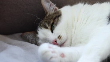 Gri battaniyenin üzerinde dinlenen evcil kedi. Shorthair kedisi kanepede uyuyakalıyor. Rahat atmosferde evcil hayvan. Uykuya dalan hayvan. Yakın plan kedi.