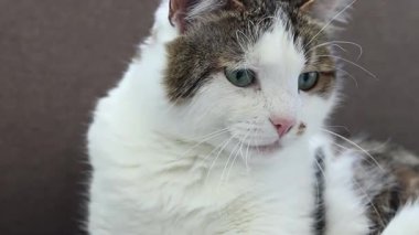 Gri battaniyenin üzerinde dinlenen evcil kedi. Shorthair kedisi kanepede uyuyakalıyor. Rahat atmosferde evcil hayvan. Uykuya dalan hayvan. Yakın plan kedi.