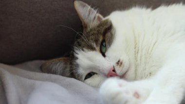 Gri battaniyenin üzerinde dinlenen evcil kedi. Shorthair kedisi kanepede uyuyakalıyor. Rahat atmosferde evcil hayvan. Uykuya dalan hayvan. Yakın plan kedi.