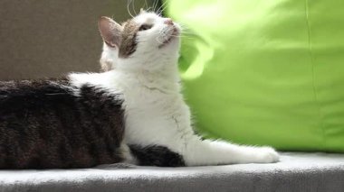 Kedi yastıkların arasında dinleniyor. Ev, evde kedi hayatı. Evcil hayvan balkonda güneşin tadını çıkarıyor. Mutlu kedi konsepti. Shorthair evcil kedisi özel bir cins değil