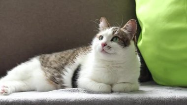 Kedi yastıkların arasında dinleniyor. Ev, evde kedi hayatı. Evcil hayvan balkonda güneşin tadını çıkarıyor. Mutlu kedi konsepti. Shorthair evcil kedisi özel bir cins değil