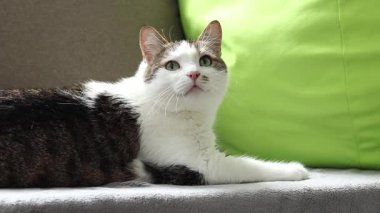 Kedi yastıkların arasında dinleniyor. Ev, evde kedi hayatı. Evcil hayvan balkonda güneşin tadını çıkarıyor. Mutlu kedi konsepti. Shorthair evcil kedisi özel bir cins değil