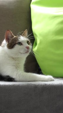 Kedi yastıkların arasında dinleniyor. Ev, evde kedi hayatı. Evcil hayvan balkonda güneşin tadını çıkarıyor. Mutlu kedi konsepti. Shorthair evcil kedisi özel bir cins değil