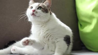 Kedi yastıkların arasında dinleniyor. Ev, evde kedi hayatı. Evcil hayvan balkonda güneşin tadını çıkarıyor. Mutlu kedi konsepti. Shorthair evcil kedisi özel bir cins değil